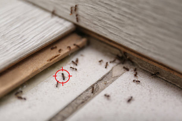 Best Local Pest Control Services  in Springville, UT