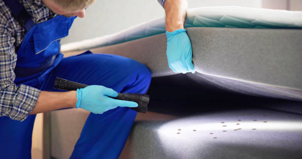 Best Termite Control Services  in Springville, UT