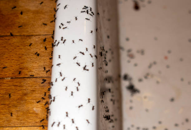 Best Affordable Pest Control Services  in Springville, UT