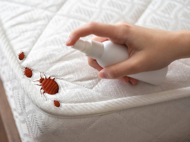 Professional Pest Control in Springville, UT