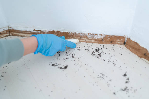 Best Residential Pest Control  in Springville, UT