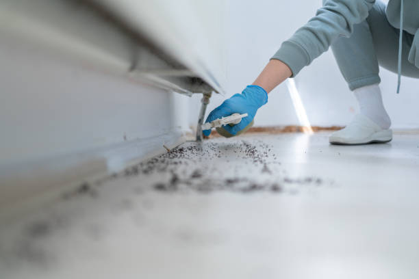 Wasp Removal Services in Springville, UT